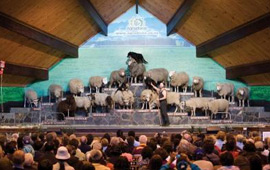 The Agrodome Rotorua