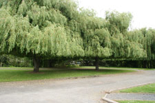 Tent Sites