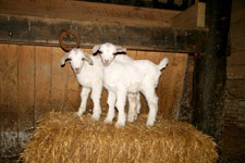 Goats in Barnyard