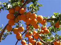 Central Otago Apricots