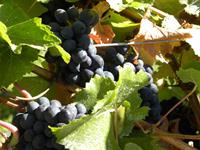Central Otago Vineyards
