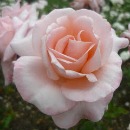 arua rose sunshine island rose arua rose sunshine island rose