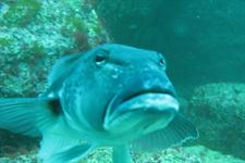 Blue cod