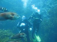 Reef Dives