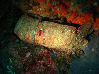 Slipper Lobster