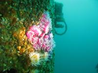 Port Light on Canterbury Wreck