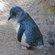 blue penguin