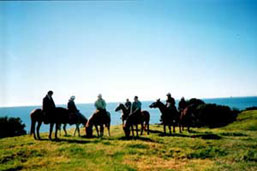 Horse Riding Bay of Plenty