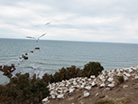 Cape Kidnappers Image