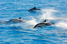 Common Dolphins