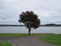 One Tree Park
