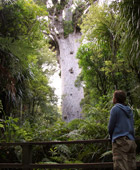 Auckland Hokianga Bay of Islands 3 Day Private Tour - multi day Private Luxury Tours from Auckland