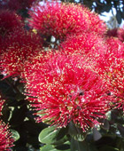 Auckland to Matakana Coast Private Tours