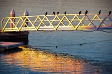 New Zealand black shags reside on hotel pontoon