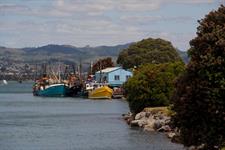 Local fishing boats dot the inner Tauranga Harbour