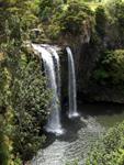 Photogenic Whangarei Falls - 1 hour bush walk