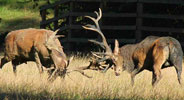 Hunting