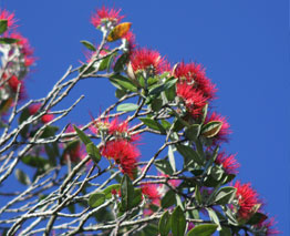 Experience the tranquillity of one of our many forest parks and reserves