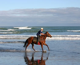 The Bay of Plenty boasts numerous well-established horse trek operators