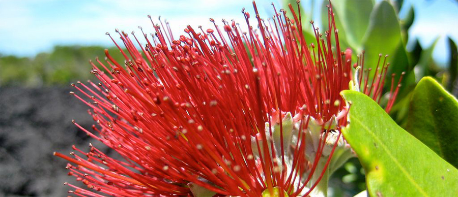 Aroha Luxury Tours - About New Zealand Flora - Pohutukawa
