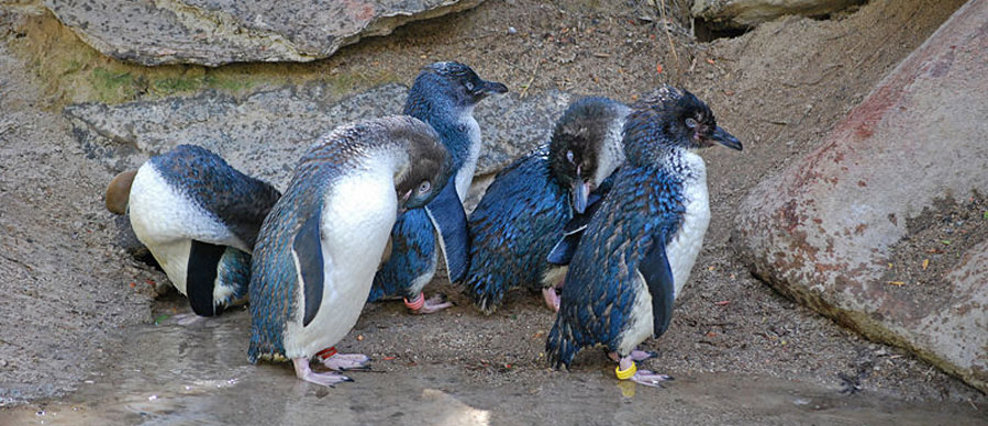 Aroha Luxury Tours - About New Zealand Marine life - Little blue penguine