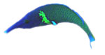 Birdnose Wrasse
