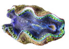 Clam