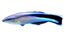 Cleaner Wrasse