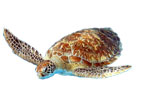 Green Turtle