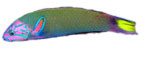 Lunar Wrasse