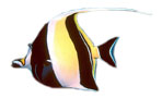 Moorish Idol