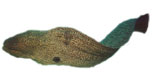 Moray Eel