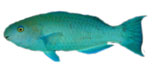Parrot Fish