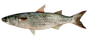 Sea Mullet
