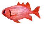 Soldier Fish
