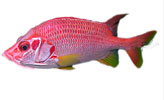 Squirrel Fish