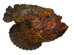 Stonefish