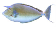 Unicorn Tang