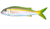 Yellow Line Goat fish