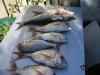 Catch some fresh fish