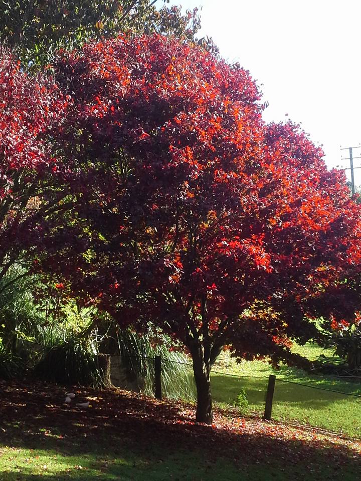 Bethlehem Garden Centre | Tauranga | Trees & Shrubs Bethlehem Garden Centre | Tauranga | Trees & Shrubs