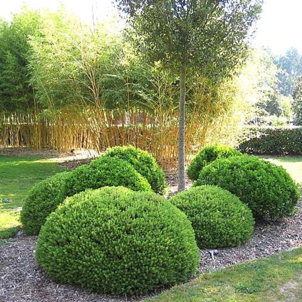 Bethlehem Garden Centre | Tauranga | Trees & Shrubs