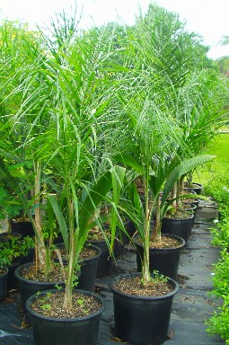 Bethlehem Garden Centre | Tauranga | Palms Sub Tropical