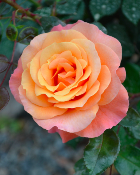 Bethlehem Garden Centre Tauranga Flowers Season Picks