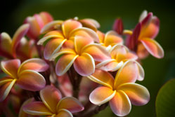 Tipani in Bloom
