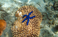 Snorkelling Tour