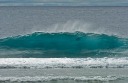 Trevally in wave breaking on the reef