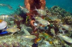 Lagoon Snorkelling Tour