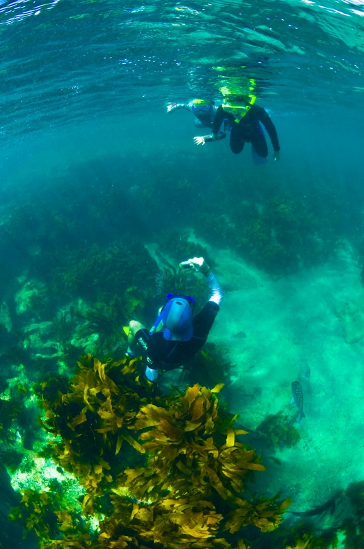 Goat Island Dive & Snorkel PADI Try Snorkel Experience Snorkel Goat