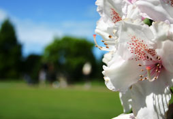 Orchid on the golf course